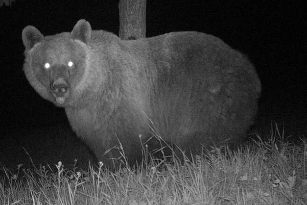 Convivere con l'orso nelle Alpi: conoscenza e prevenzione