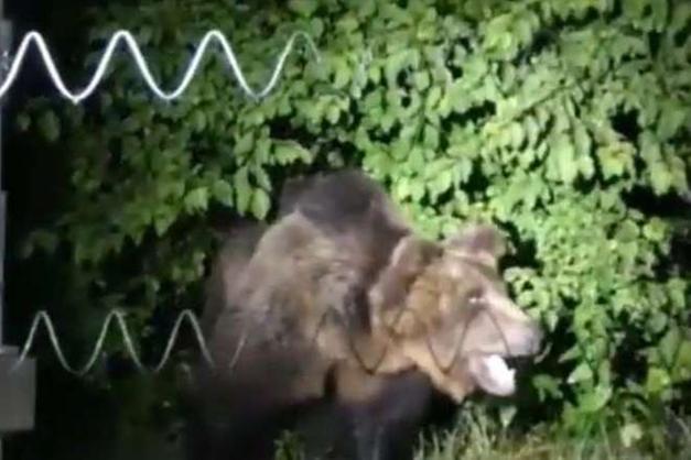 Orso M49, Lav: deve essere lasciato libero - Cronaca - Trentino