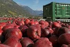 Mele, iniziata la raccolta: «Qualità e quantità buone» - Trento - Trentino