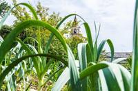 Festival dell’agricoltura di montagna, a Carbonare e Nosellari. Due giorni di incontri dedicati al rilancio delle attività agricole tradizionali. Protagonista gastronomico, il porro. Tra gli ospiti l’antropologo Annibale Salsa. Venerdì 8 e sabato 9 ottobre. Evento segnalato da Apt Alpe Cimbra.