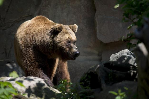 Numero orsi sia sostenibile per territorio» - Cronaca - Trentino