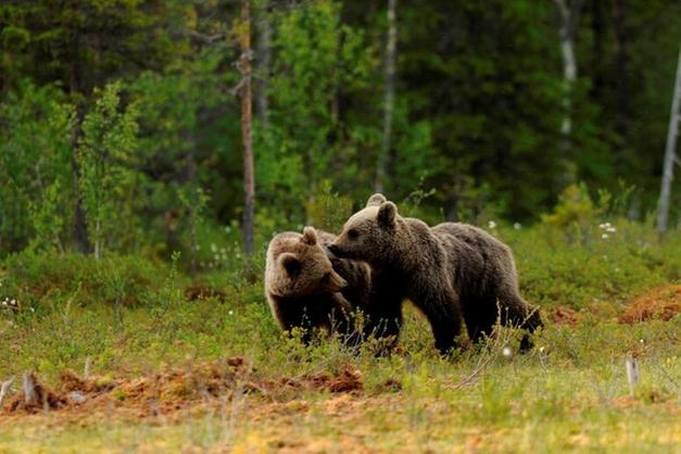 ORSO: Perché legalizzare lo spray anti-orso? 